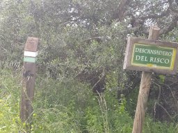 Flora del Cerro Masatrigo